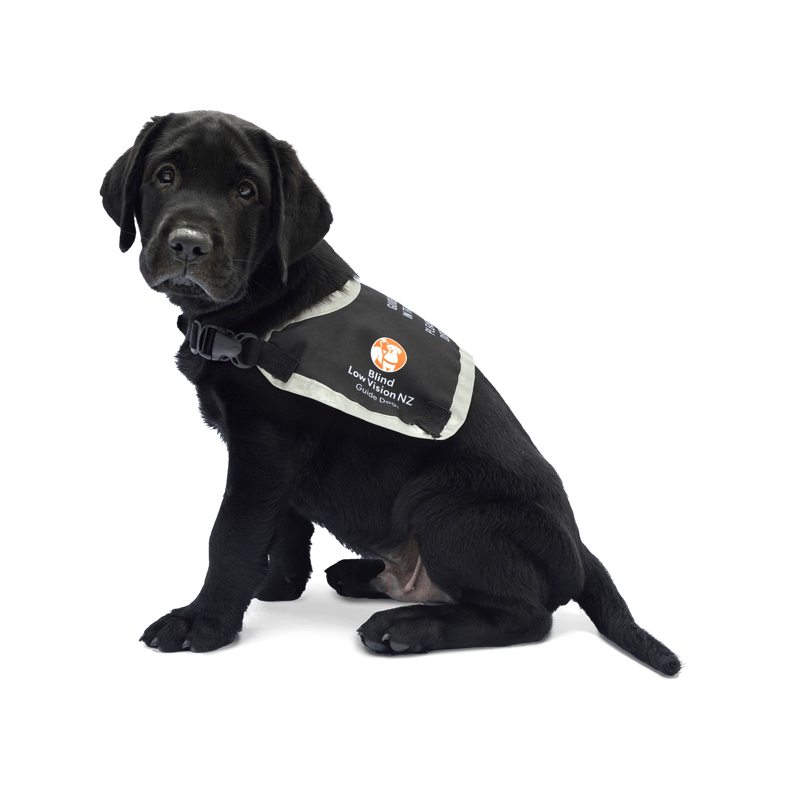Black Guide Dog Puppy with jacket